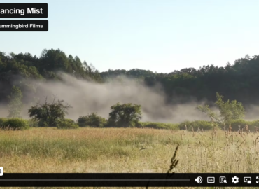 Dancing Mist