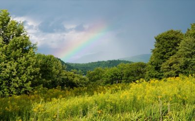 Regenerating Life available on Amazon Prime