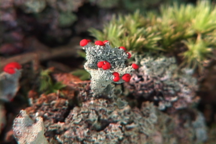 British Soldiers Lichen