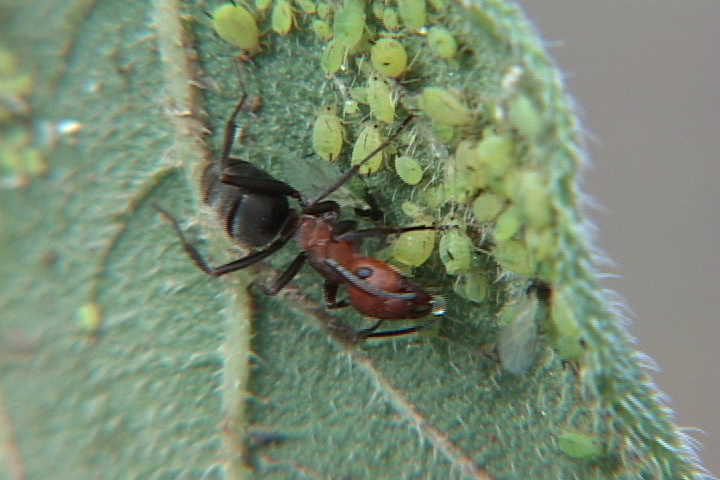 ant tending its herd fo aphids