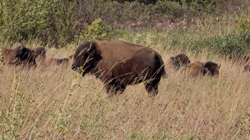 American Bison